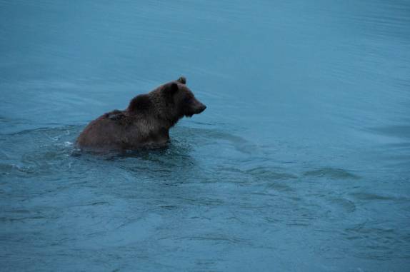 Um urso a procura de salmões no rio Chilkat, em Haines, no sudeste do Alaska